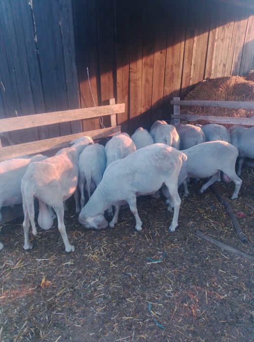 Berbeci rasa pură lacaune