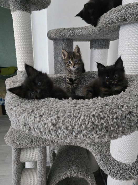 Котята Мэйн-куны
