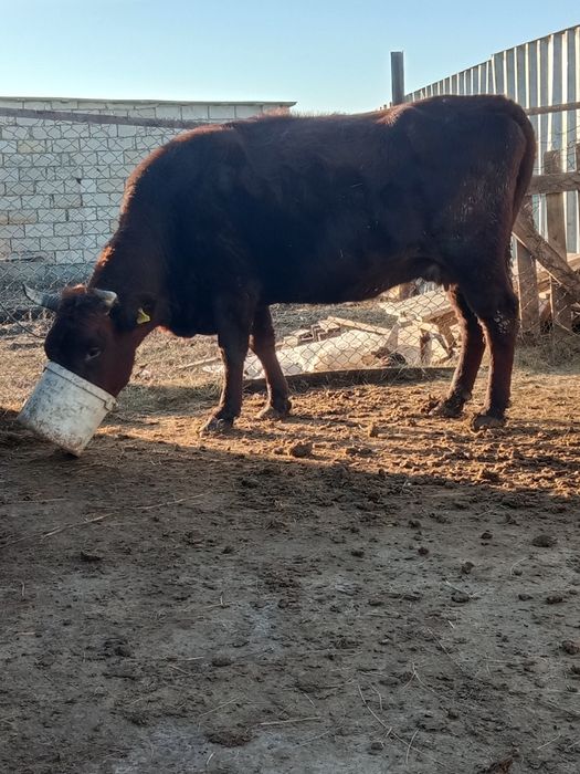 Аулеколь сатам соғым