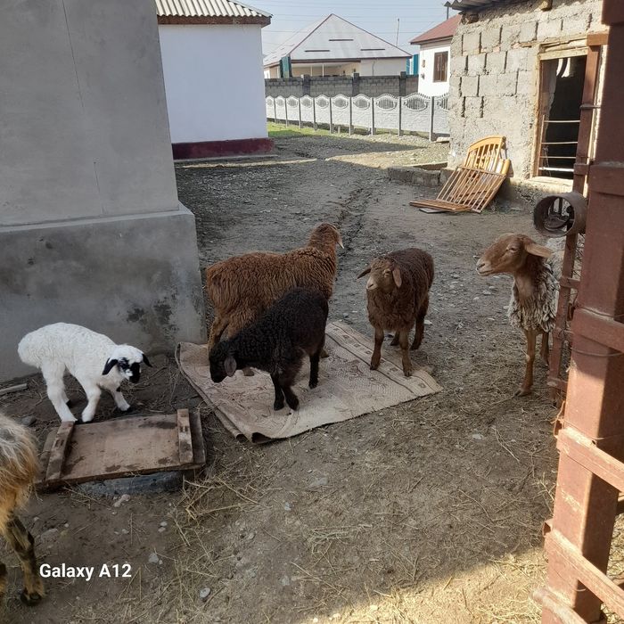 Ұрғашы тоқты сатылады