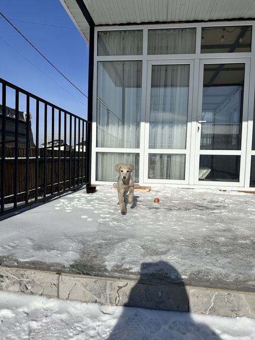 Отдам в добрые руки щенка