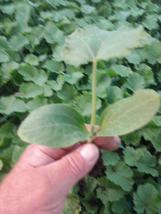 Разсад домати,краставици,пипер,зеле, тиквички и др.