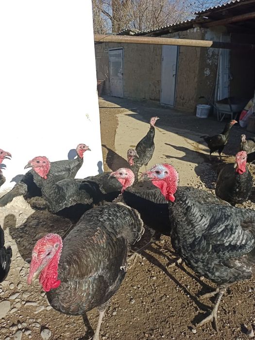 Индюки продаются!