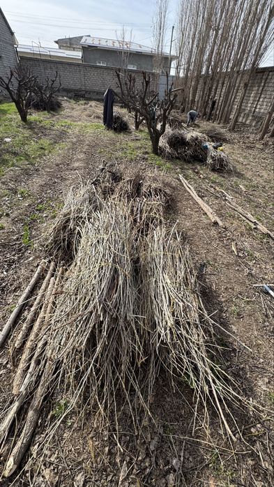 Shox shabba TAYYOR boylab qoyilgan