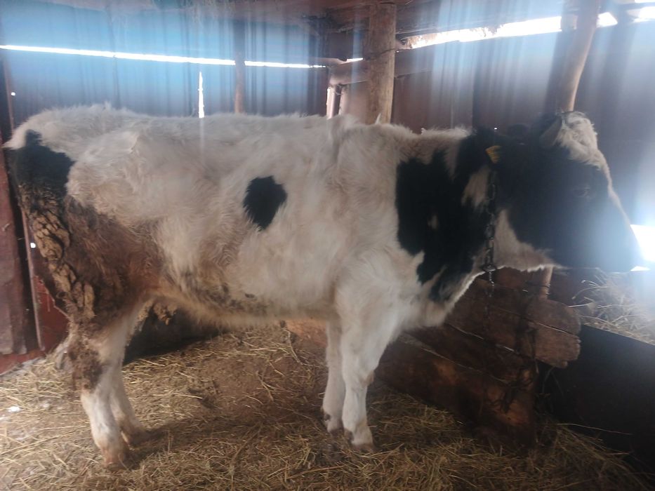 Продам тёлку не стельную