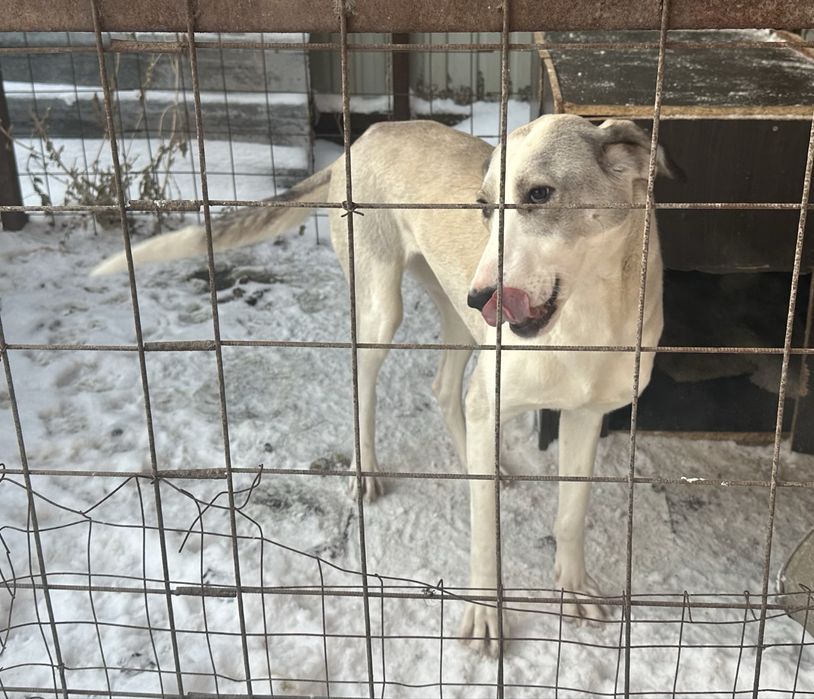 Дарю собаку девочка