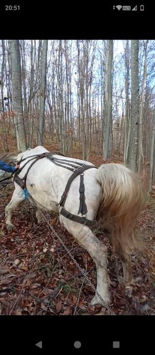 Vand iapa gestanta garantat