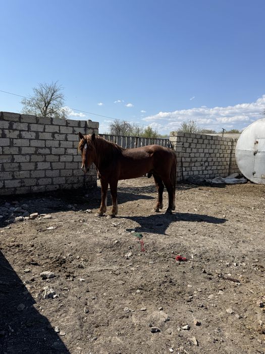 Айғыр сатылады 5 жасар