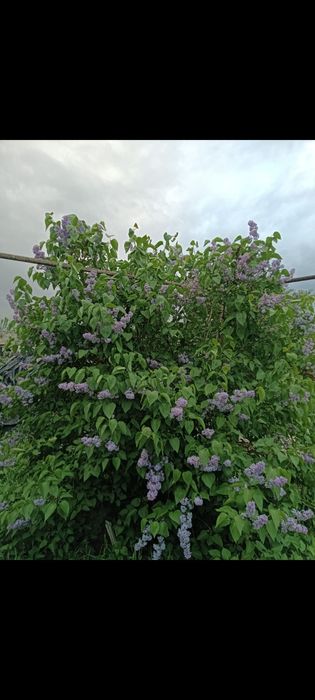 Цветы сирени штучно