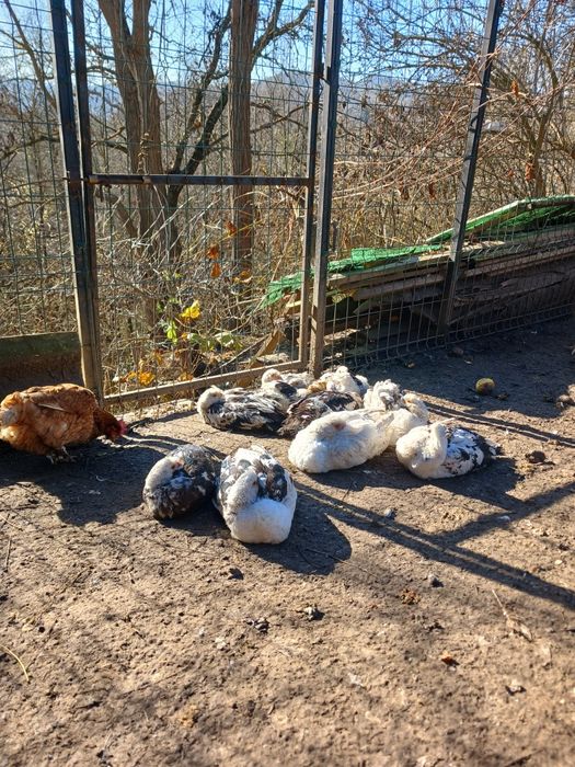 Vând rațe leșești