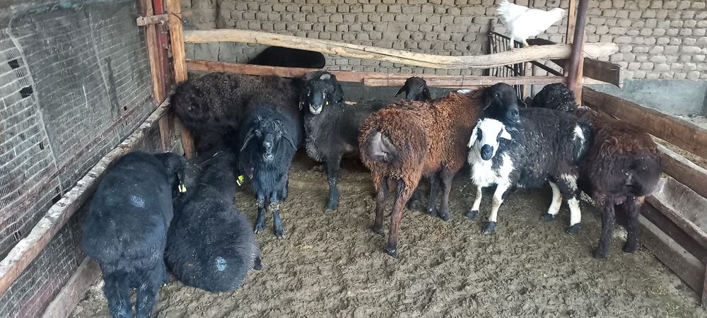 Қой, тоқты қошқарлар сатылады.