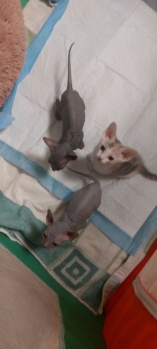 Котята Конадского Сфинкса