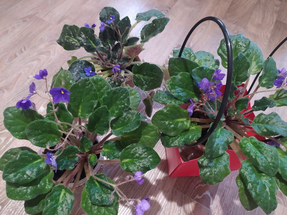 Фиалка сорт Blue boy