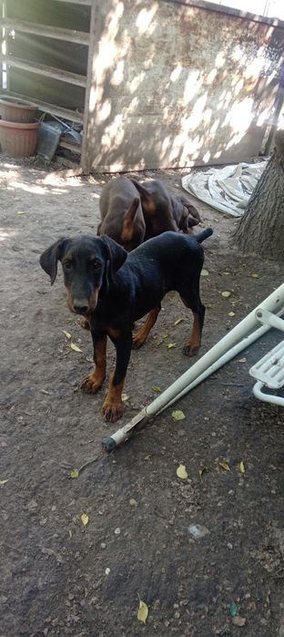 Щенки Доберманы ))