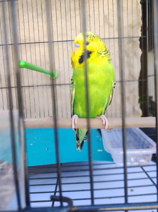 Говорящий попугай