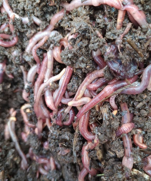 Turkum boyicha porno rasmlar