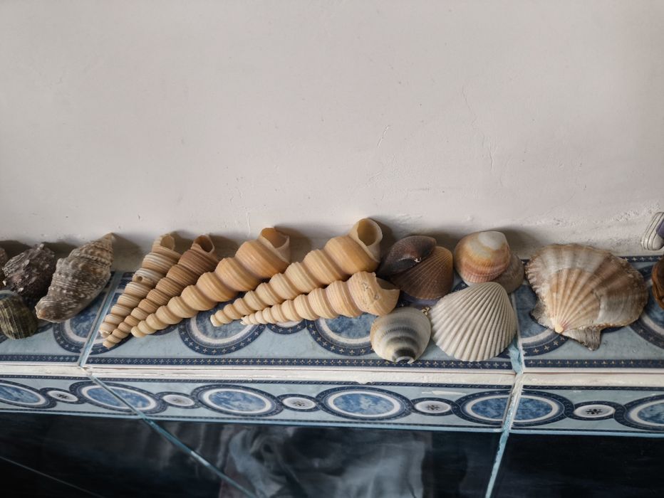 Ракушки разных размеров и ыорм