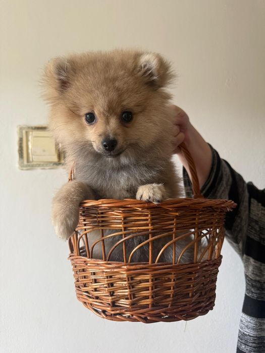 Pomeranian de vinzare