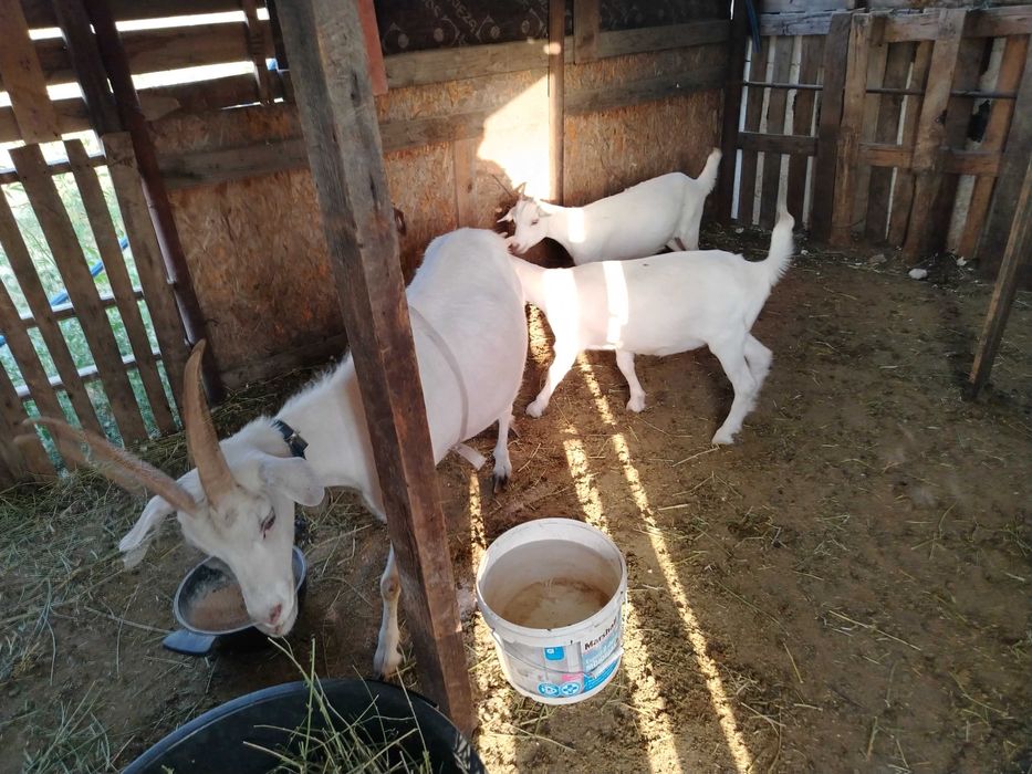 Зааненские козы дойный