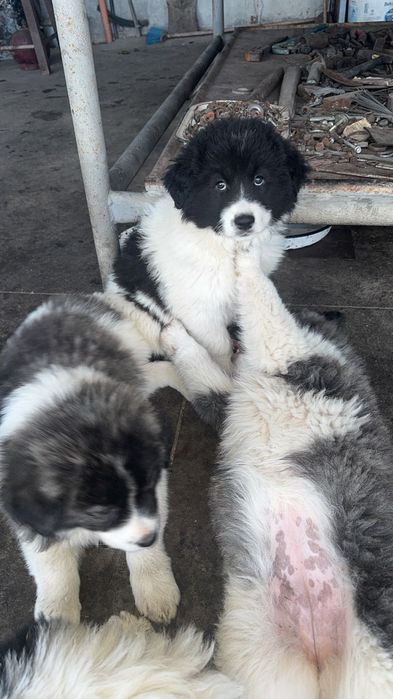 Чистокръвни Каракачанки