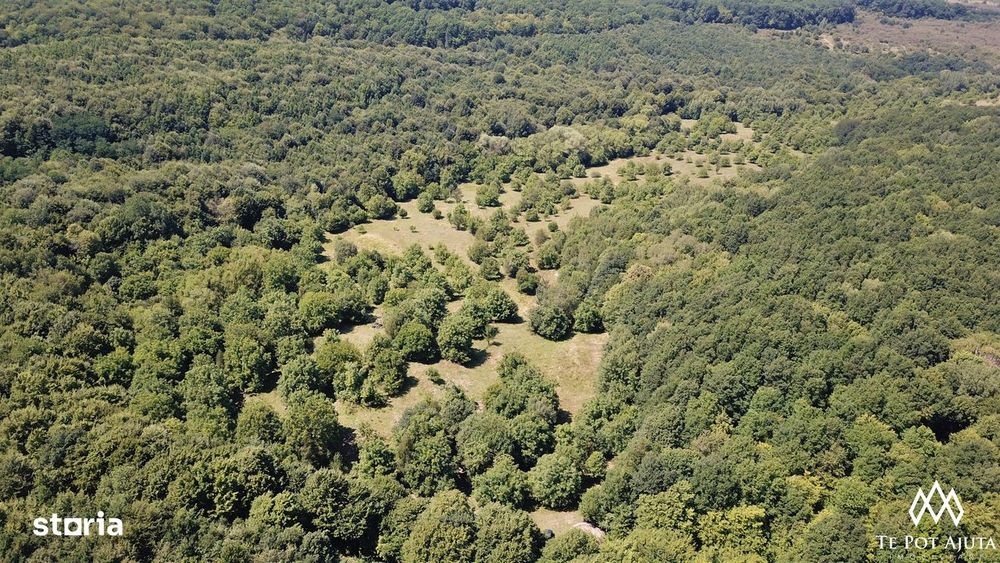 Livadă de Nuci, 11 Hectare comasate, Cisnădie, Jud. Sibiu