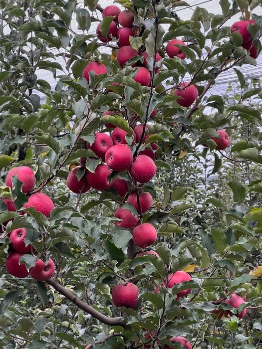 Жакси кощеттер бар