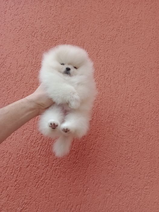 Миниатюрно момиче. Мини Померан. Реални снимки!!!
Померан. Реални