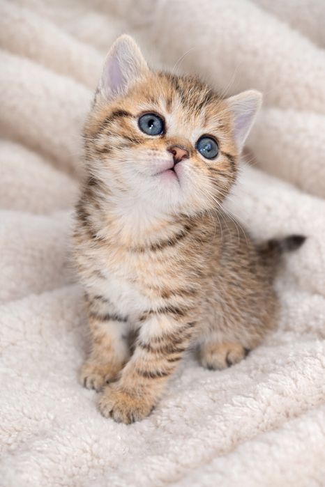 Продаются котята чистокровные золототые шиншиллы