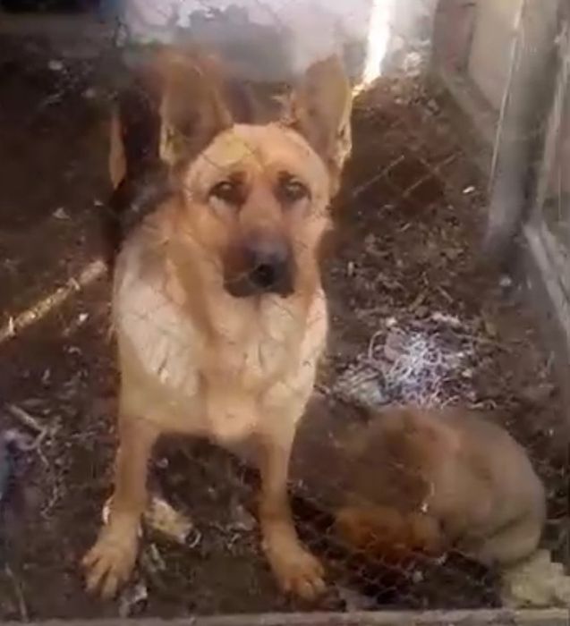 Продается щенки немецкой овчарки,.,