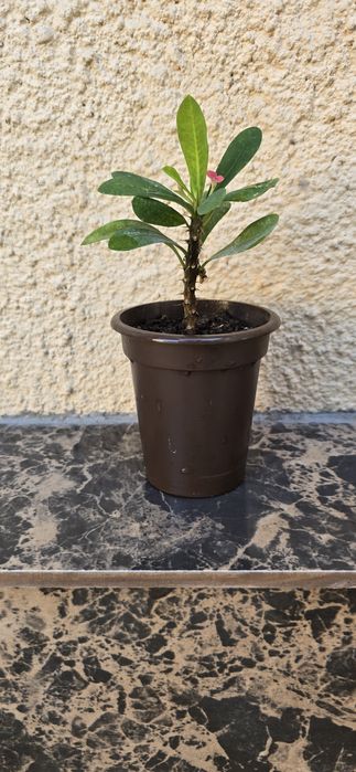 Комнатное растение