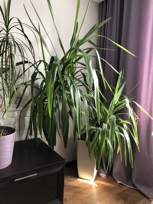 Продам цветы для офиса, дома