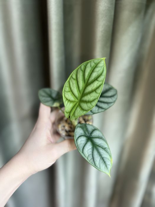 Алоказия Серебряный дракон