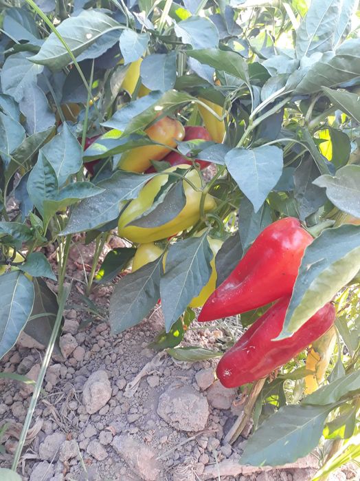 Balgariski uruq super lastichka