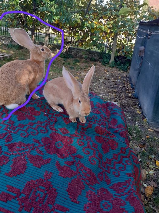 Uriaș german,fluture german și berbec german