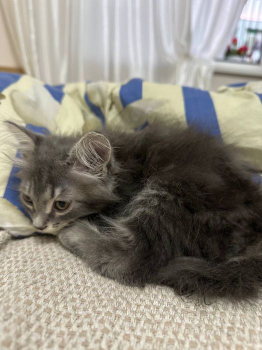 Кошка, отдадим в хорошие руки. Mushik