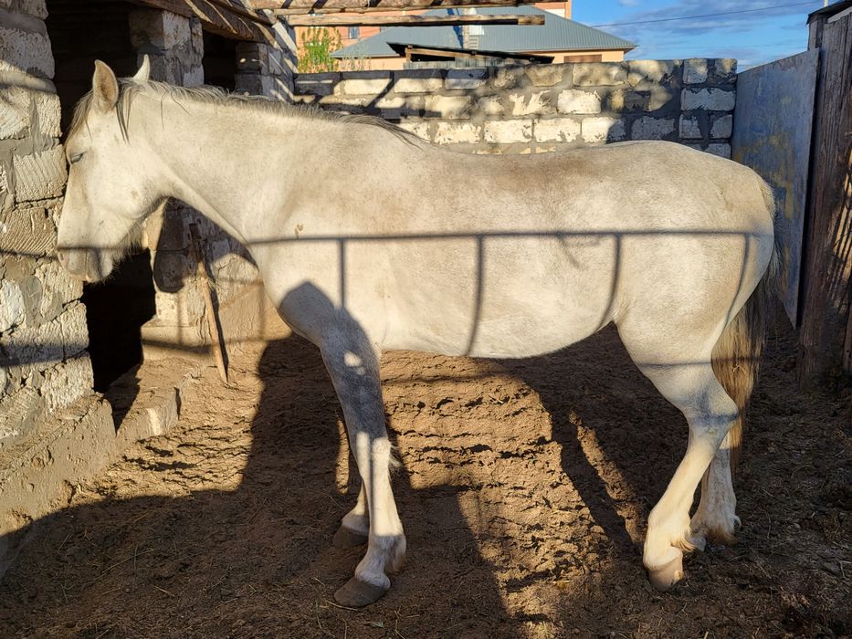 Семіз байтал сатылады
