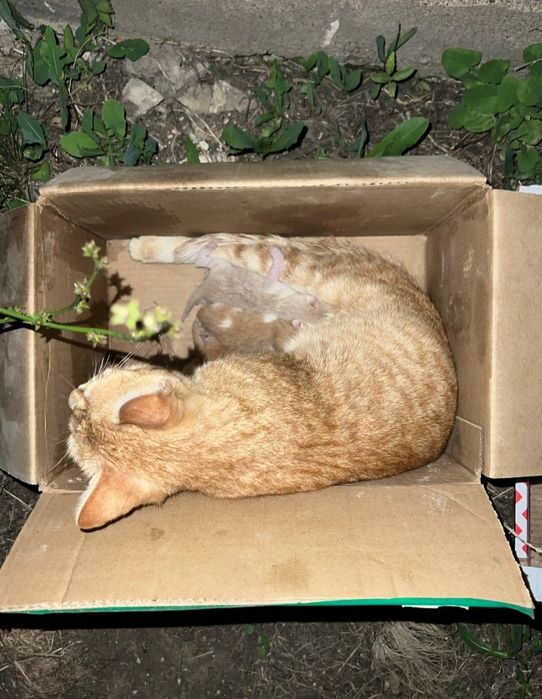Кошка с 3 котятами