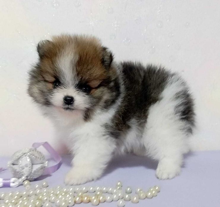 Щенки Немецкого Шпица с документами.