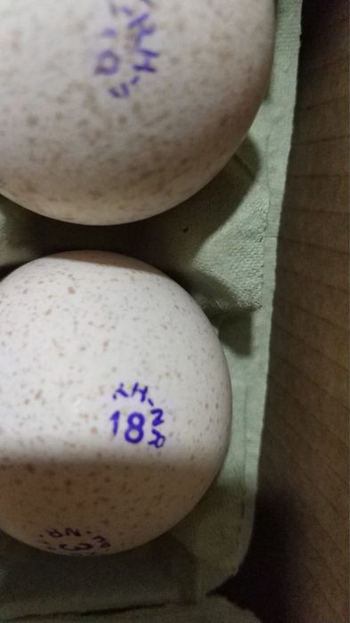 Индюшата Big6, Биг6, курка.Италия, Испания, Канада