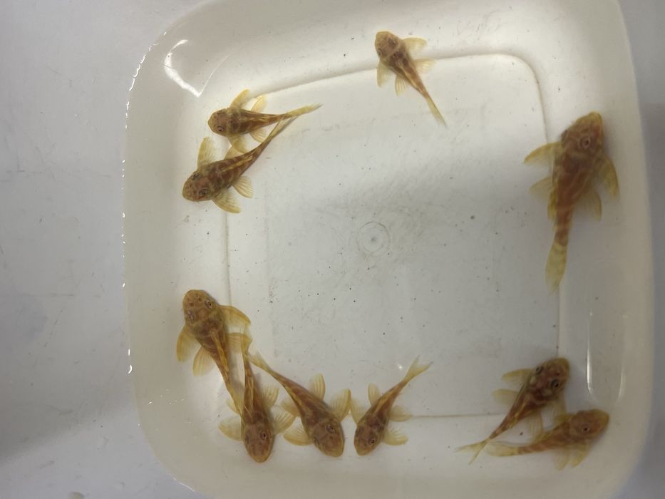 L333 gold,L333 albino,L401 ,L236 SW и SY