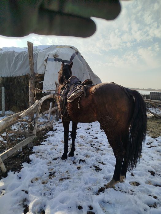 Айғыр бесті жеребец тазақанды