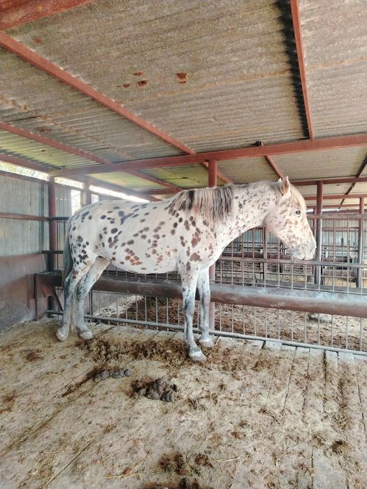 Продам Кобылу Шубар Бие