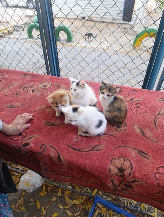 Котята 2 месяца, к лотку приучены. Кызылорда, Ауэзова 5 а, кв 33