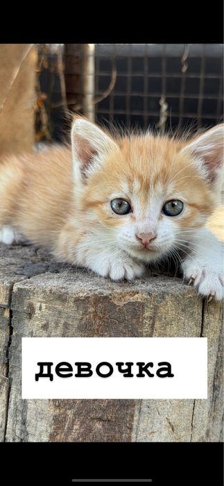 котята бесплатно в добрые руки