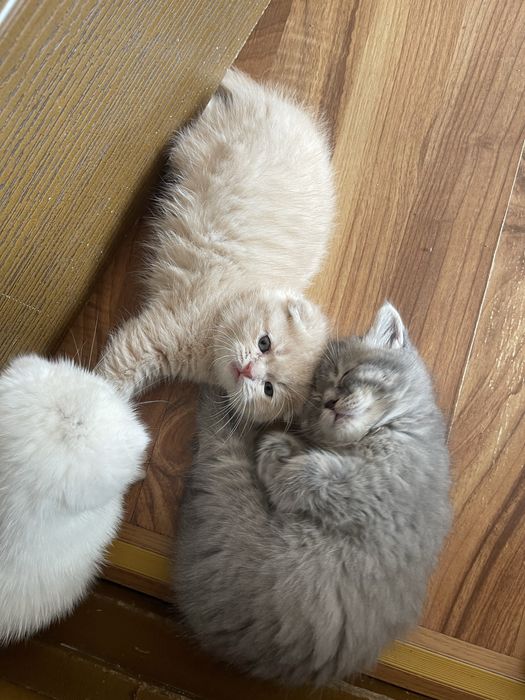 Котенок скотиш фолд