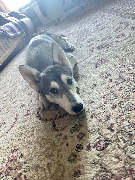 Пристраивается собака хаски