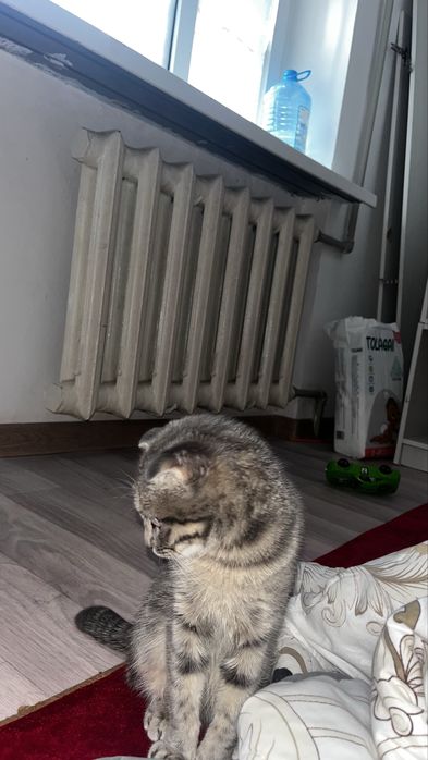 Кошки гарантия нет