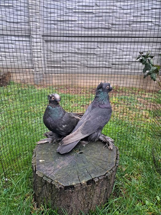 Jucatori de Botoșani  Turturele diamant și razatoare