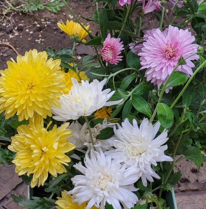 Ц.  В.  Е.  Т.  Ы