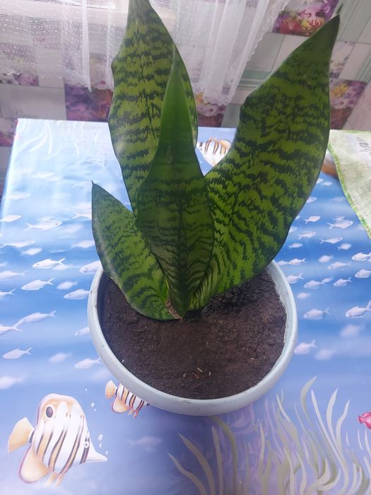 Комнатные растения